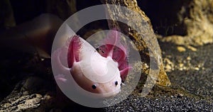 Axolotl, ambystoma mexicanum, Real Time