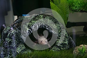 Axolotl Ambystoma mexicanum walking on a grass in aquarium. Amphibian or salamander in a fish tank