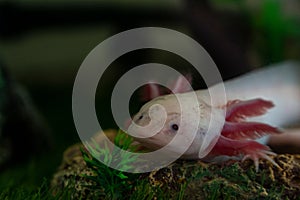 Axolotl Ambystoma mexicanum walking on a grass in aquarium. Amphibian or salamander in a fish tank