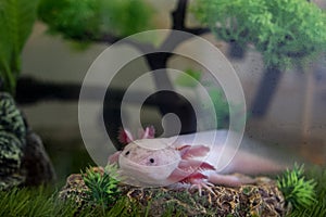 Axolotl Ambystoma mexicanum walking on a grass in aquarium. Amphibian or salamander in a fish tank