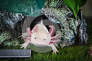 Axolotl Ambystoma mexicanum walking on a grass in aquarium. Amphibian or salamander in a fish tank