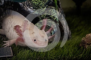 Axolotl Ambystoma mexicanum walking on a grass in aquarium. Amphibian or salamander in a fish tank