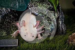 Axolotl Ambystoma mexicanum walking on a grass in aquarium. Amphibian or salamander in a fish tank