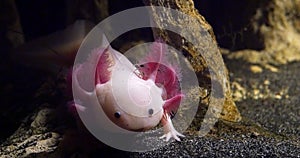 Axolotl, ambystoma mexicanum, Yawning, Real Time