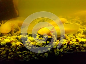 Axolotl in the aquarium. Ambystoma mexicanum.