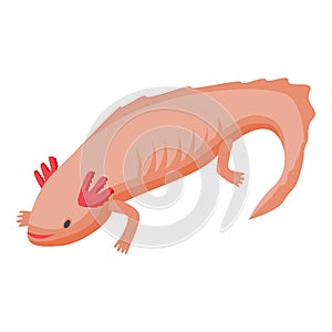 Axolotl lizard icon, isometric style