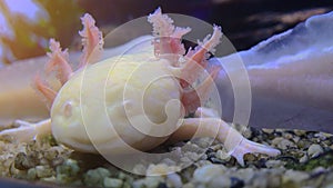 Axolotl, Mexican Salamander Ambystoma Mexicanum or Mexican Walking Fish, real time, 4k, ultra hd