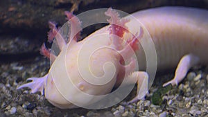 Axolotl, Mexican Salamander Ambystoma Mexicanum or Mexican Walking Fish, real time, 4k, ultra hd