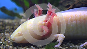 Axolotl, Mexican Salamander Ambystoma Mexicanum or Mexican Walking Fish, real time, 4k, ultra hd
