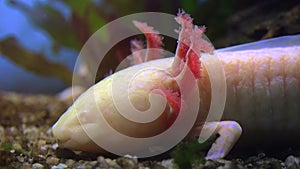 Axolotl, Mexican Salamander Ambystoma Mexicanum or Mexican Walking Fish, real time, 4k, ultra hd