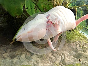 Axolotl submerged in water