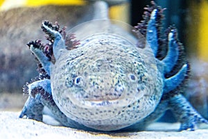 Axolotl Water Dog