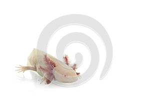 Axolotl on white background