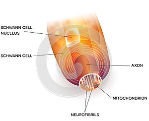 Axon and myelin sheath