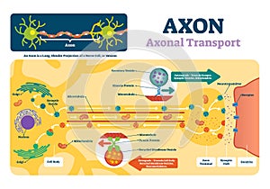 Axon vector illustration. Labeled diagram with explanation and structure.