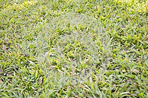 Axonopus compressus, carpet grass