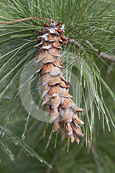 Ayacahuite pine cone photo