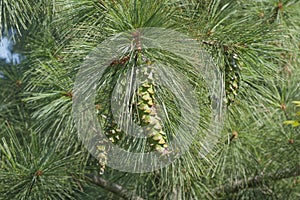 Ayacahuite pine cones photo