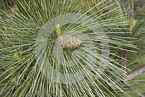 Ayacahuite pine young cone photo