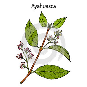Ayahuasca Banisteriopsis caapi , medicinal plant
