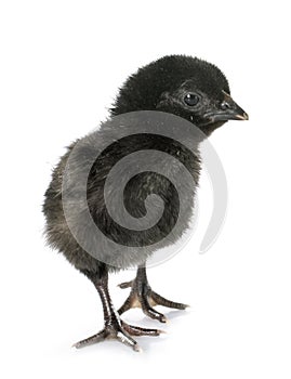 Ayam cemani chick