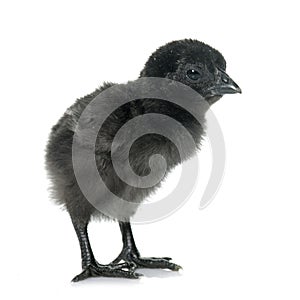 Ayam cemani chick