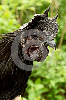 Ayam Cemani Chicken