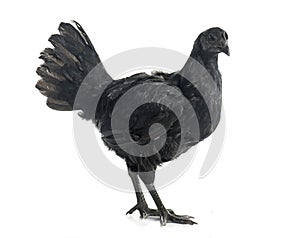 Ayam cemani chicken