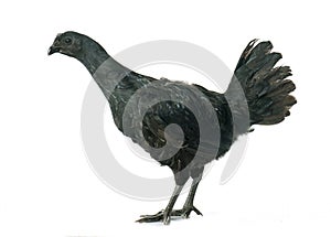 Ayam cemani chicken