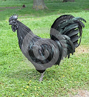 Ayam Cemani Cockerel