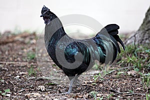 Ayam Cemani Cockerel Profile Looking At Viewer