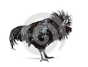 Ayam Cemani rooster ruffling its feathers, isolated photo