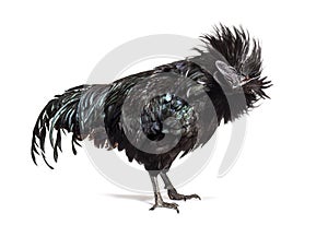 Ayam Cemani rooster ruffling its feathers, isolated photo