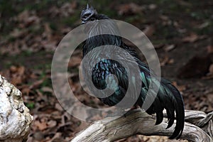 Ayam Cemani Rooster Standing On Wood Perch Looking At Viewer