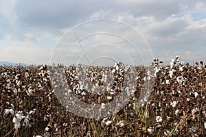 AydÄ±n cotton field