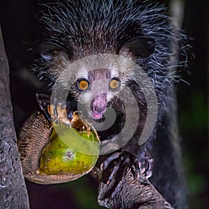 Aye-Aye