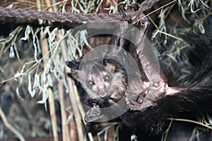 Aye-aye