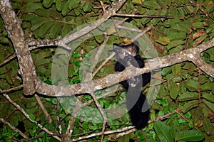 Aye-aye Daubentonia madagascariensis lemur