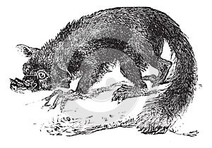 The Aye-aye, lemur or Daubentonia madagascariensis. Vintage engraving