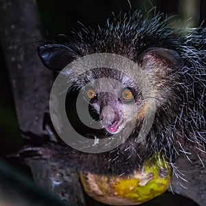 Aye-Aye Lemur photo