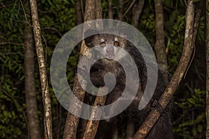 Aye-aye, nocturnal lemur of Madagascar