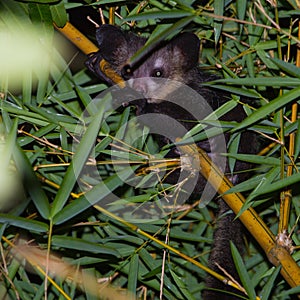 aye-aye (Daubentonia madagascariensis photo