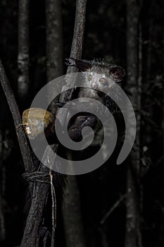 Aye-aye, Daubentonia madagascariensis, night animal in Madagascar. Aye-aye nocturnal lemur monkey in the nature habitat, coast