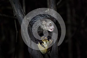 Aye-aye, Daubentonia madagascariensis, night animal in Madagascar. Aye-aye nocturnal lemur monkey in the nature habitat, coast