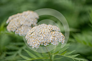 Rayed tansy, Tanacetum macrophyllum, two flowerheads