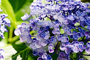 Ayesha bigleaf hydrangea.