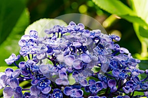 Ayesha bigleaf hydrangea.