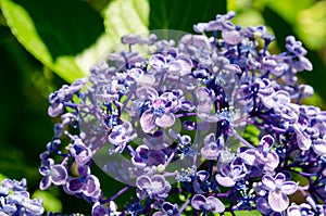 Ayesha bigleaf hydrangea.