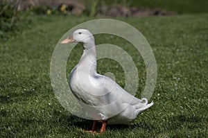 Aylesbury duck