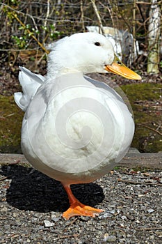 Aylesbury Duck